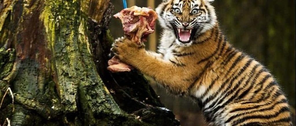 Het Carnivorendieet: voedingshype of culture war?